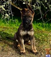 german shepherd puppy posted by Yosemite _Shepherds
